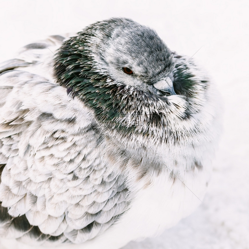 坐着美丽颜色和白灰鸽鸟在寒冷的冬季天气中冰冻图片