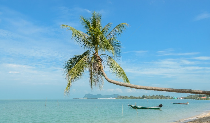 海景假期支撑泰国热带海滨椰子棕榈树和长尾船图片