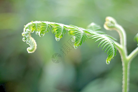 季节自然中的红叶顶部墙纸植物群图片