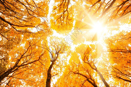 环境金的外部秋天树木图片