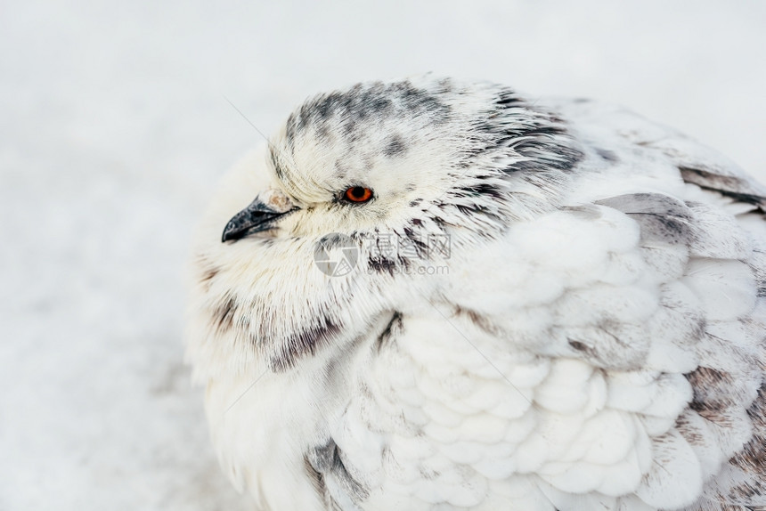 脾气暴躁颜色公园和白灰鸽鸟在寒冷的冬季天气中冰冻图片