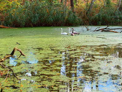 孩子雏鸟池塘上的天鹅家族野池塘家族野生动物图片