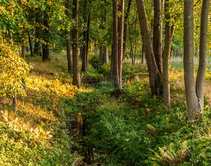 宁静在阳光明媚的秋天森林风景照耀着阳光林地户外图片