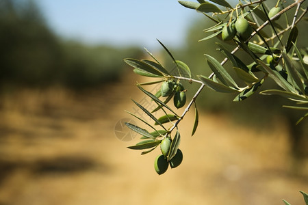 农场植物风景具有橄榄树花园的古典农村景观图片