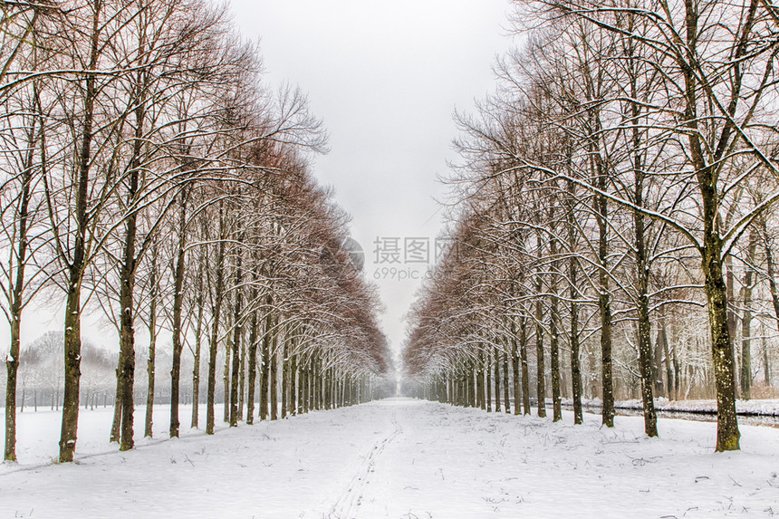 下雪的仙境白进入森林中的几棵树白雪进入森林中的几棵树美丽图片