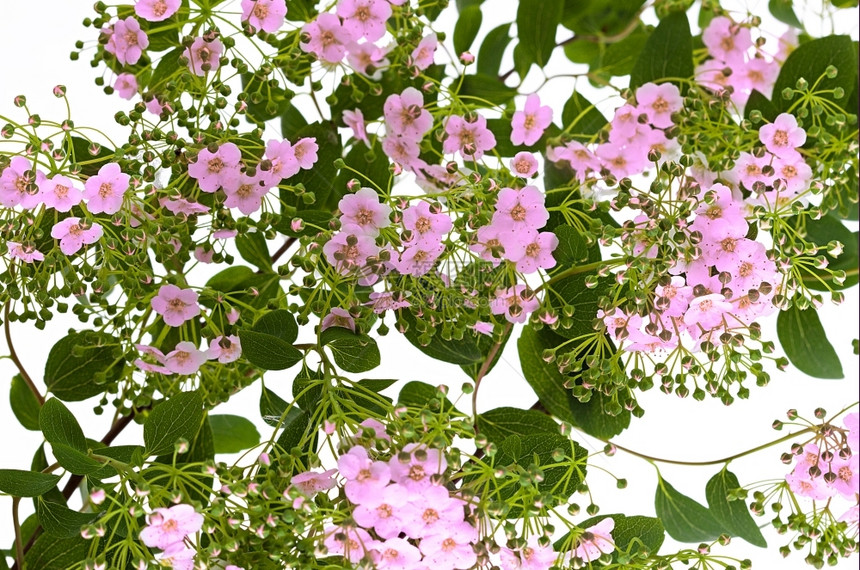 春天盛开空带有花背景和树枝的分支图片