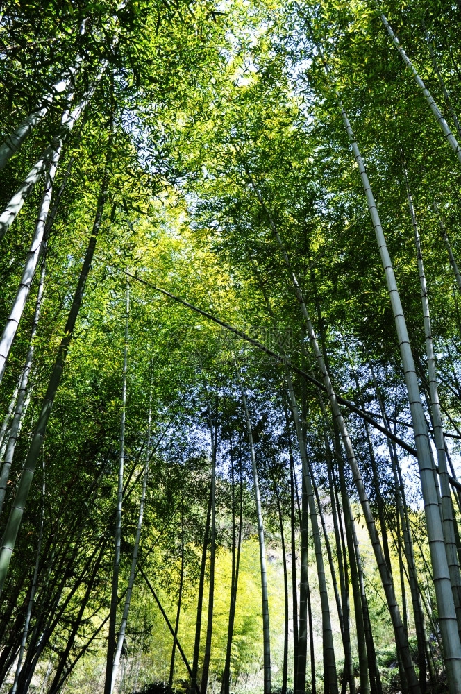 森林里的竹子图片