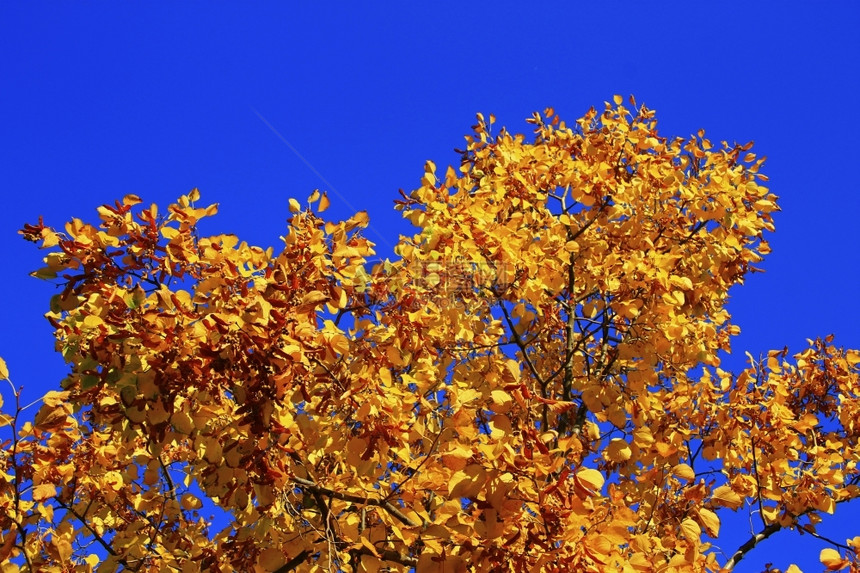 树叶阳光黄秋在树枝上与蓝天对立黄色的图片