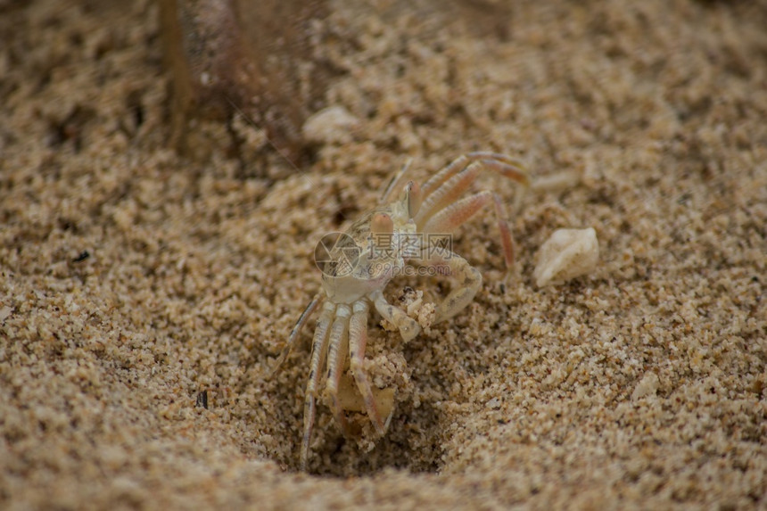 贝壳沙上的小螃蟹夏天一种图片