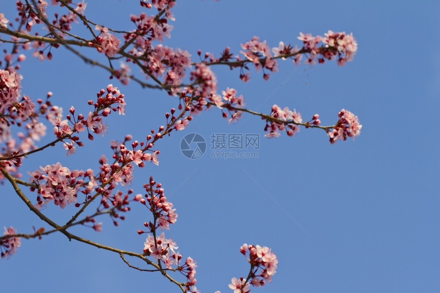 从一棵树上贴近粉红桃花子蕊园图片