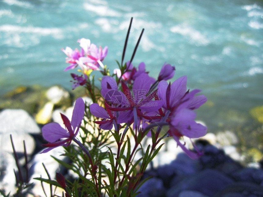 高加索夏季粉红花和河流景观海浪水动图片