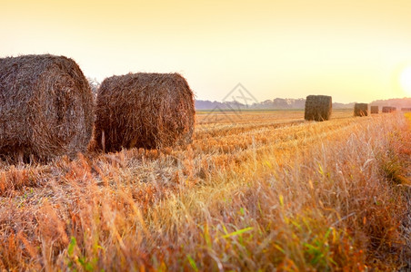 阳光日出在收获的田地上用干草篮场景图片
