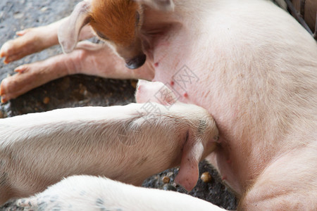 一种小猪喂奶在农场里播种喂养小猪家庭一顿饭图片
