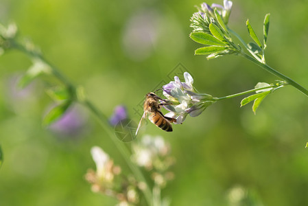开花绿色蜜蜂在自然背景下为苜蓿花授粉的特写镜头蜜蜂在自然背景下为苜蓿花授粉农业背景图片