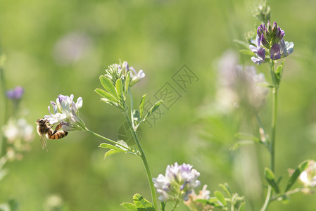 花瓣蜜蜂在自然背景下为苜蓿花授粉的特写镜头蜜蜂在自然背景下为苜蓿花授粉蜜糖场地背景图片