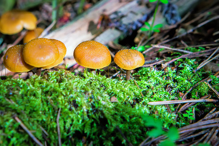 早晨未开垦物质清关闭时林中以苔苗为单位的小金蘑菇组青草中小蘑菇组图片