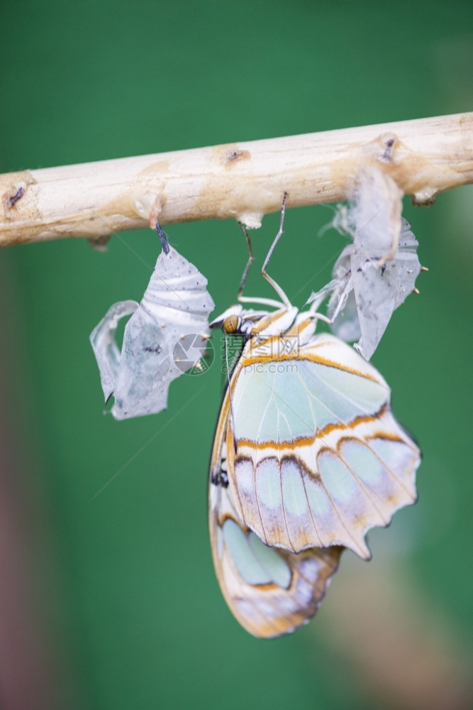 一只从蛹中出来的蝴蝶诞生毛虫长美丽图片