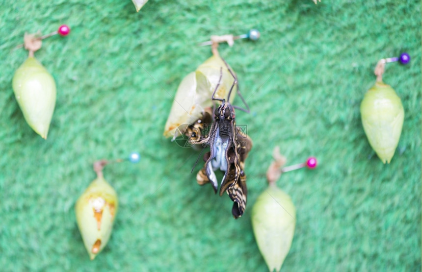 孵化夏天棕色的一只从蛹中出来的蝴蝶诞生图片