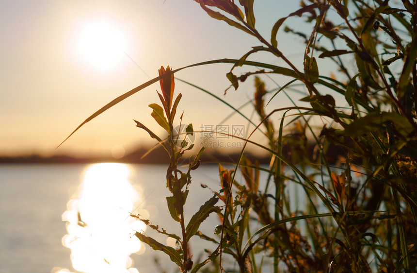 日落在草地上阳光黎明在湖边夕阳的岸通过草地美丽的黄色公园图片