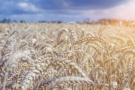 有机的关闭黑麦谷物田农业和收割概念农牧业和收割食物大麦图片