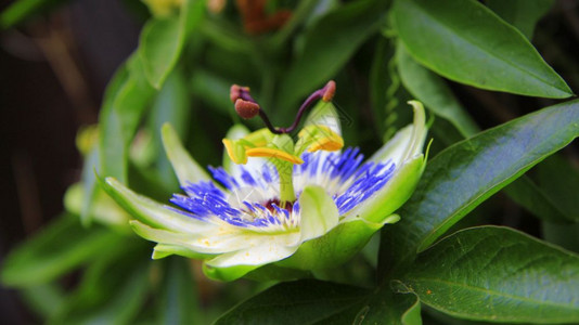 异国情调攀登家在热带花园中情朵盛开近距离封闭的北西法罗花朵在户外开图片