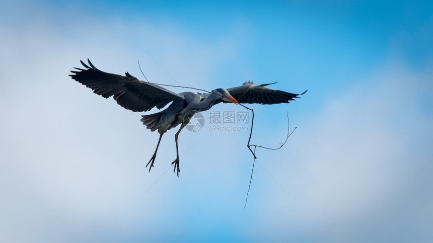 飞行中的一只灰色海隆带着一根棍子到巢穴野生动物荒一种图片