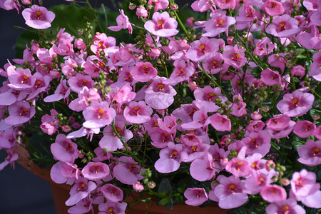 植物库尔曼团体在花盆中紧贴粉红夏花图片
