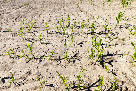 在一个农耕田地夏季的沙土上种植青绿玉米甜以换取粮食在沙地上种植绿色玉米谷物景观甜的背景图片