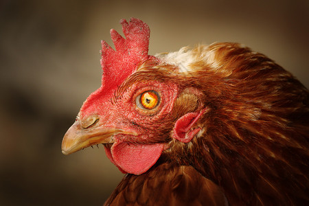 乡村的眼睛受损棕色母鸡肖像遗传问题女营养图片