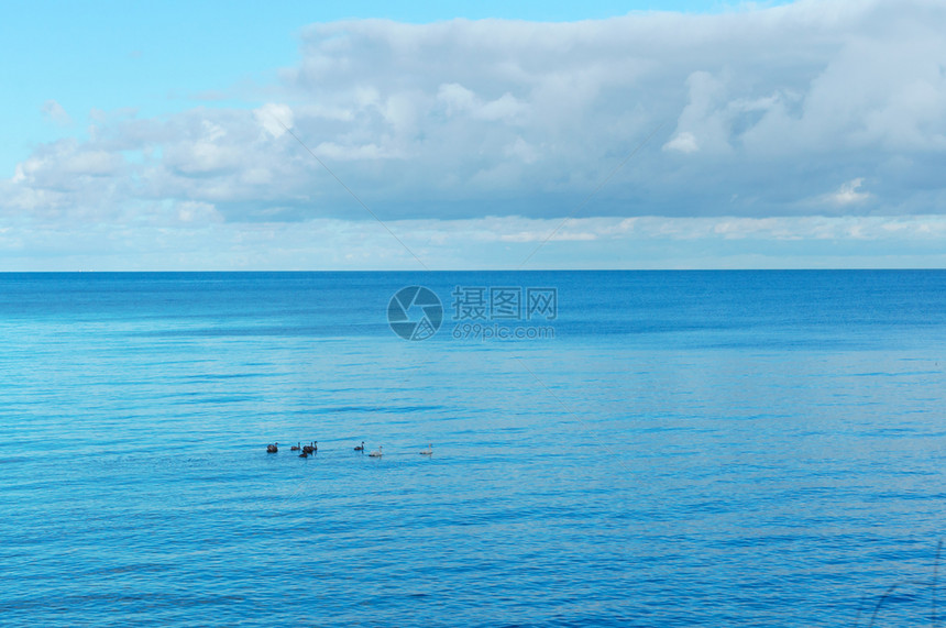 俄罗斯野生动物美丽的鸟儿漂浮在平静的海面上和天鹅鸟类漂浮在平静的海面上图片