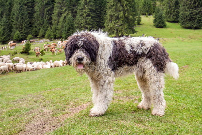 动物领导者夏天牧羊犬在山上观看牛羊群的牧狗图片