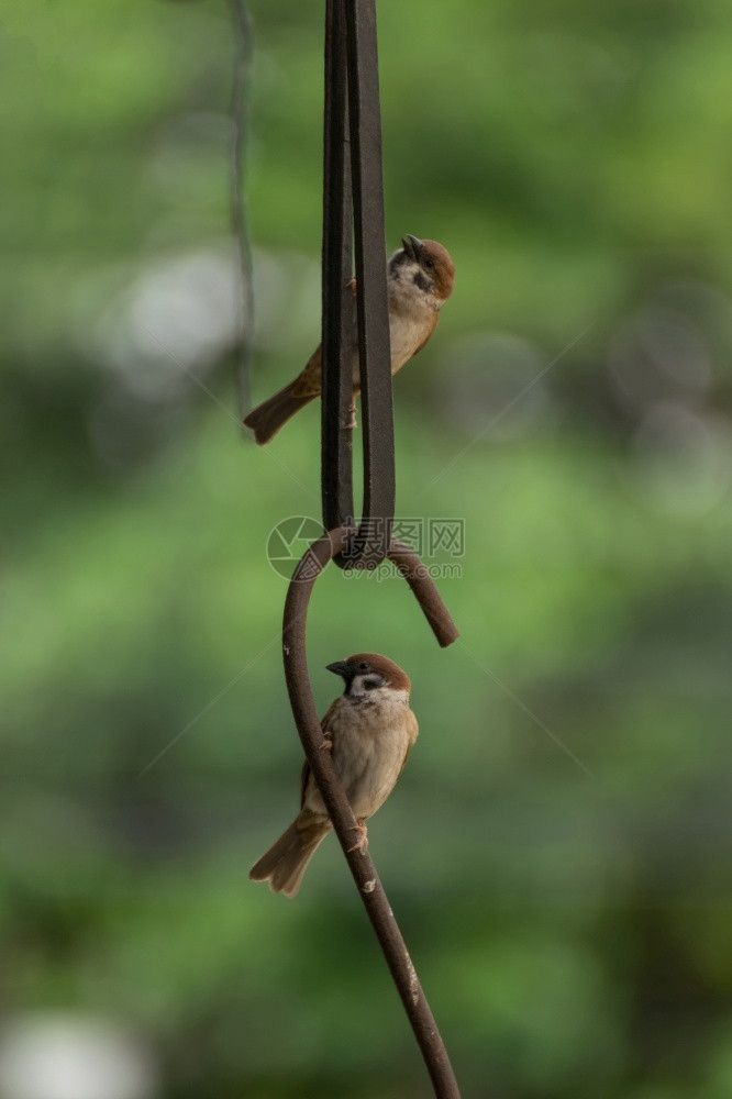 欧亚鸟树麻雀在花园的铁爪上禽类绿预订图片