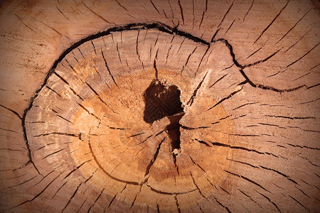 质地裂缝旧树桩纹理背景叉图片