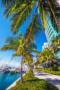 佛罗里达迈阿密码头的景象闲暇海岸亚克他芬图片