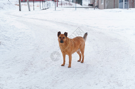 雪地里的狗图片