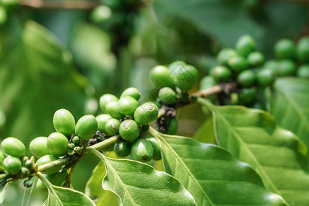 果园树上的绿色咖啡豆图片