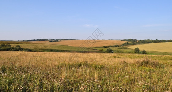 夏季景观田地和草原甸黄色的图片