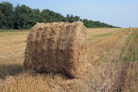 干燥户外夏季收割田地有稻草乡村的图片