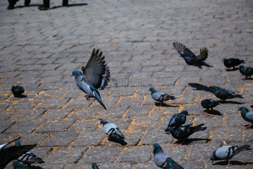 小鸟美丽的饥饿鸽子群在广场上石块觅食环境图片