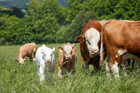 白色的晴天在阳光明媚的日子里牛群和小在春草地上放牧公牛图片