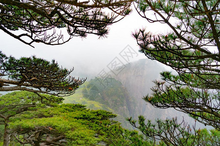 树木安徽黄山的树上长着雾和大景观户外图片
