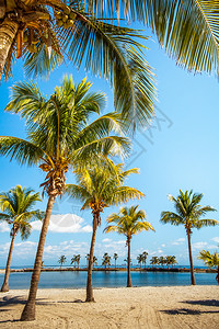 马西内罗海滩假期棕榈高清图片