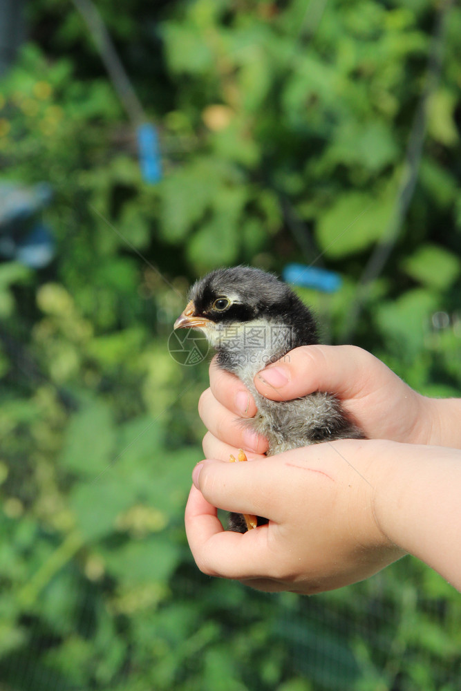 孩子们手中的鸡新生活小鸟家禽场的鸡人手上鸟国内的出生图片