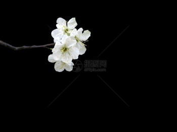 明亮的阳光植物学白苹果花在树枝上的白苹果花与黑色隔离图片