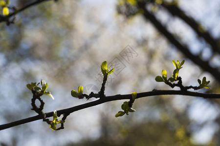 新的鲜春季初生于树枝上大自然的紧闭春天一棵树有新叶子生环境的图片