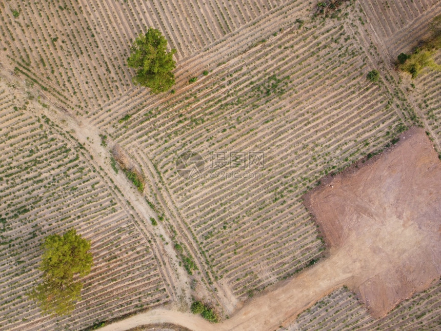 食物场地耕种季节的农业用地无人驾驶飞机的空中照片栽培图片