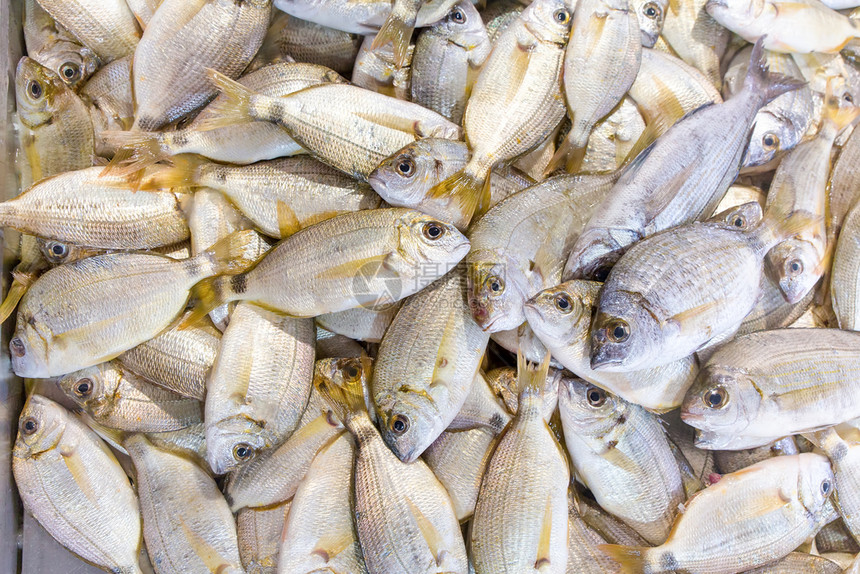 冷却银渔夫在葡萄牙的阿尔布费拉市场上有许多鱼食图片