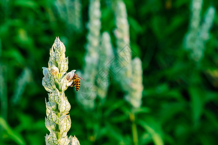 白灰原植物蜜蜂和绿色背景的松鼠尾巴正义错误活的高清图片