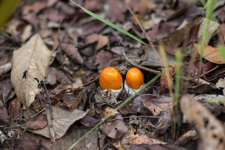 故事八月户外森林中的蘑菇图片