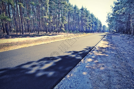 绿林中的石灰路在绿林中的浅道路被淹没日落户外树木图片